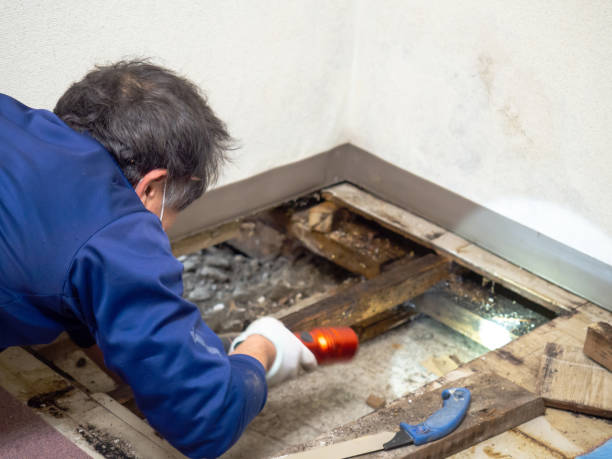 Attic Mold Removal in Lewisburg, WV