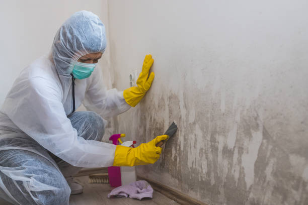 Best Residential Mold Removal  in Lewisburg, WV