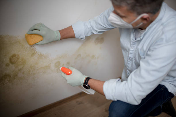 Best Mold Removal Near Me  in Lewisburg, WV