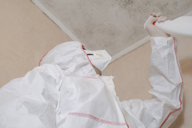 Best Black Mold Removal  in Lewisburg, WV