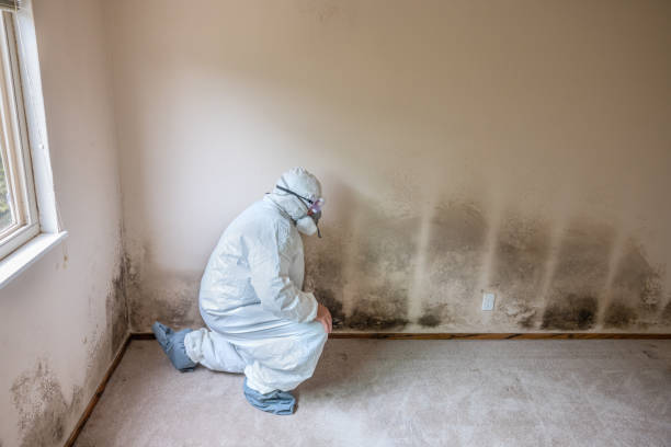  Lewisburg, WV Mold Removal Pros