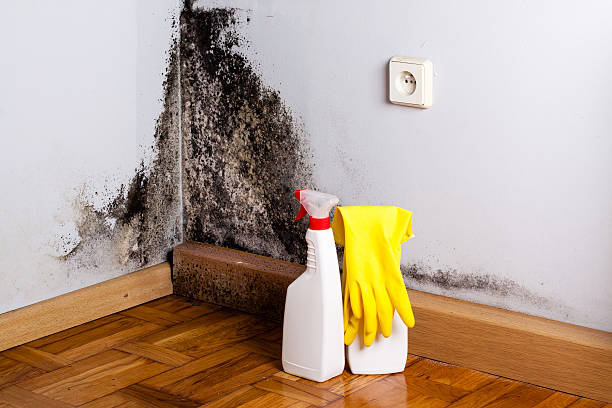 Best Toxic Mold Removal  in Lewisburg, WV